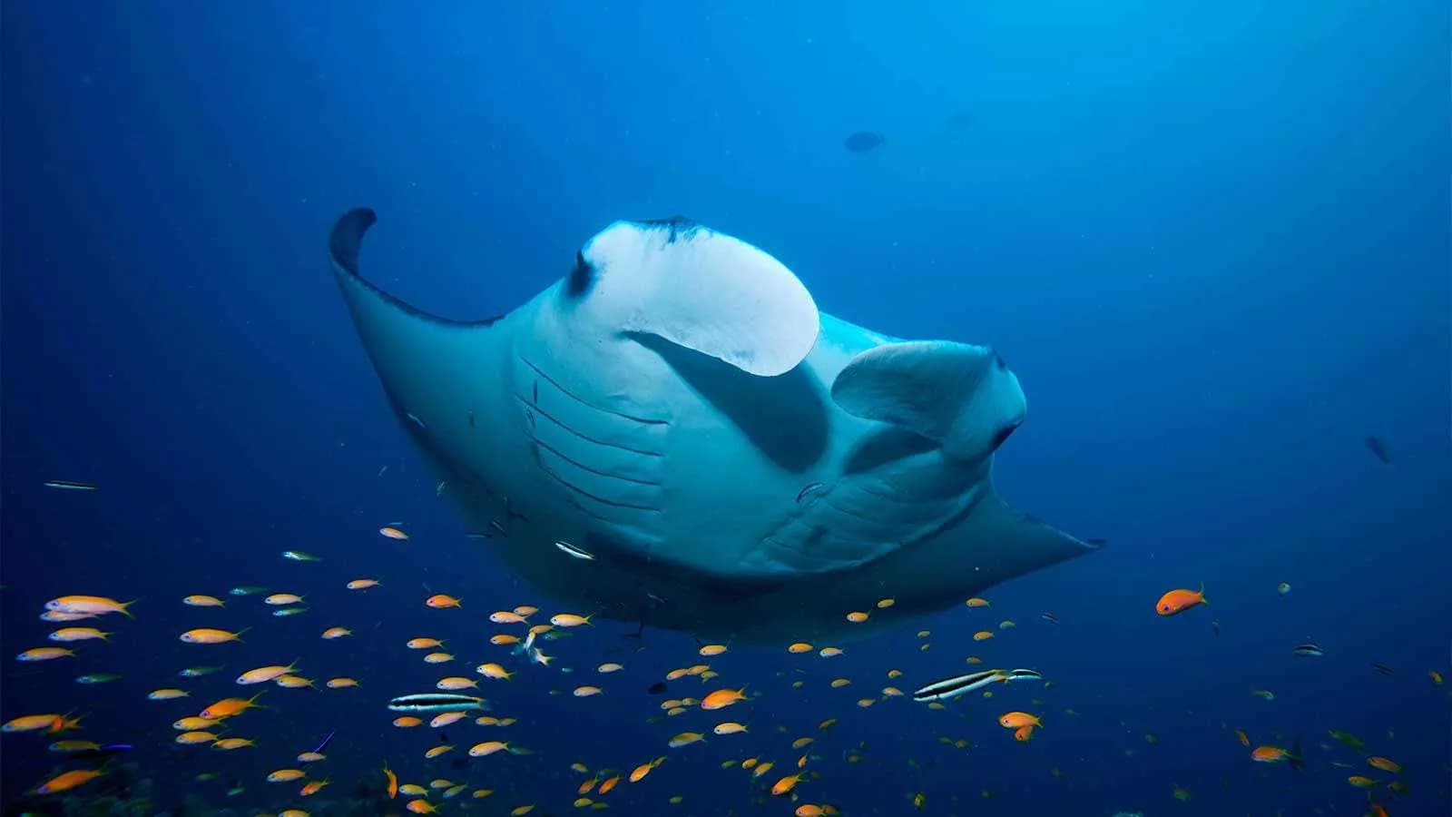 maldives honeymoon, Maldives, Marine event calendar