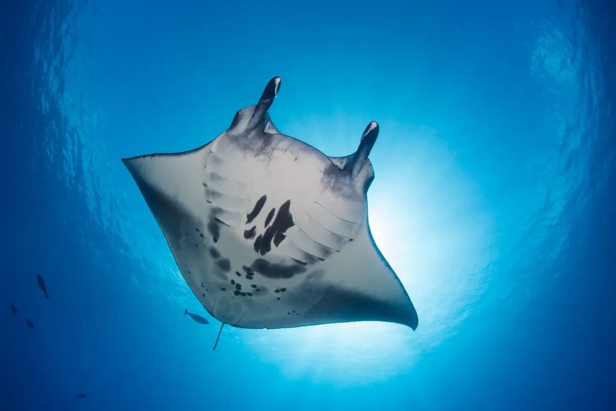 maldives when to visit, Maldives, a manta ray over a Laamu Atoll reef during the August to November aggregation season