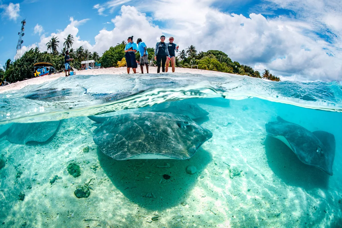 Adaaran Club Rannalhi, activity, South Malé Atoll, Maldives, Split-shot of the stingray feeding off the Rannalhi house beach, four guests standing thigh-deep in the calm lagoon shallows watching, two large stingrays gliding low across the white sand below, and the property's tower and palm canopy visible above.