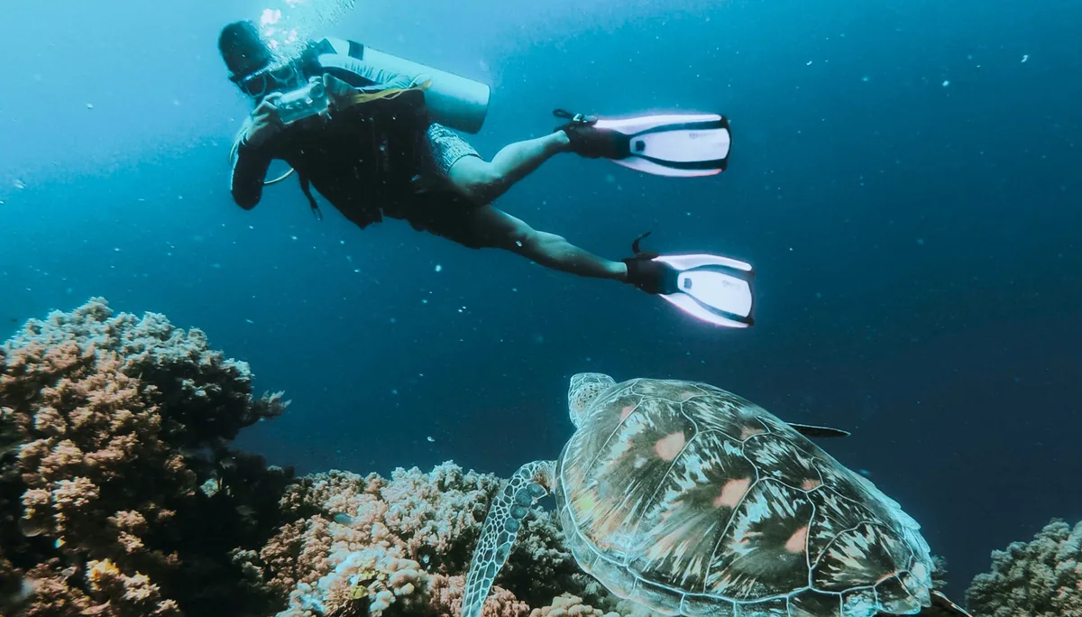 Amilla Maldives, activities, Baa Atoll, Maldives, Scuba diver hovering above hard-coral colonies with a green sea turtle in the foreground at the Baa Atoll reef cluster.