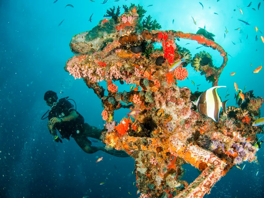 Centara Grand Island Resort & Spa Maldives, activities, Alif Dhaal (South Ari) Atoll, Maldives, South Ari shipwreck on the Machchafushi house reef, the property's structural distinctive dive site directly off the lagoon edge. The reef-and-wreck combination produces the South Ari corridor's strongest shore-access dive configuration.