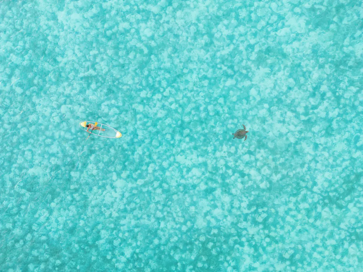 Aerial of a clear-bottom paddleboard with a green sea turtle passing nearby in the Cheval Blanc Randheli lagoon.