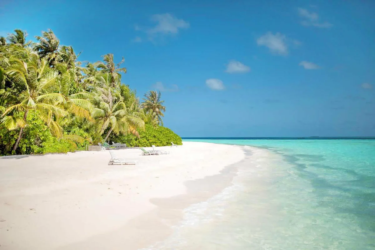 Coco Fehi Rah, setting, South Malé Atoll, Maldives, Beach perimeter curving along the palm-fringed Biyadhoo shoreline with sun-loungers placed at the sand-to-vegetation line and the fringing-reef lagoon shading from white-sand shallows to the deeper turquoise band.
