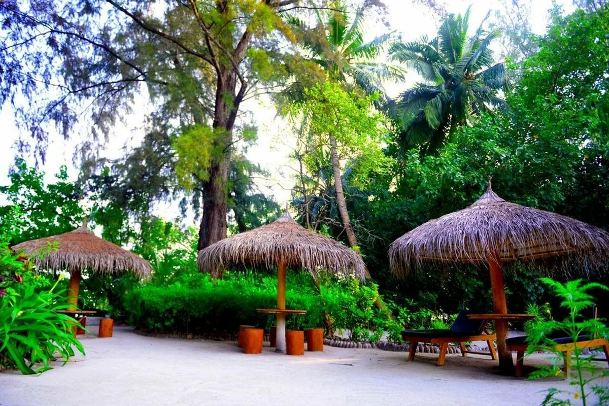 Coco Fehi Rah, setting, South Malé Atoll, Maldives, Three thatched-palm parasols clustered along the sand path under the dense casuarina-and-palm canopy, a historic view of the island's vegetation before the redevelopment.