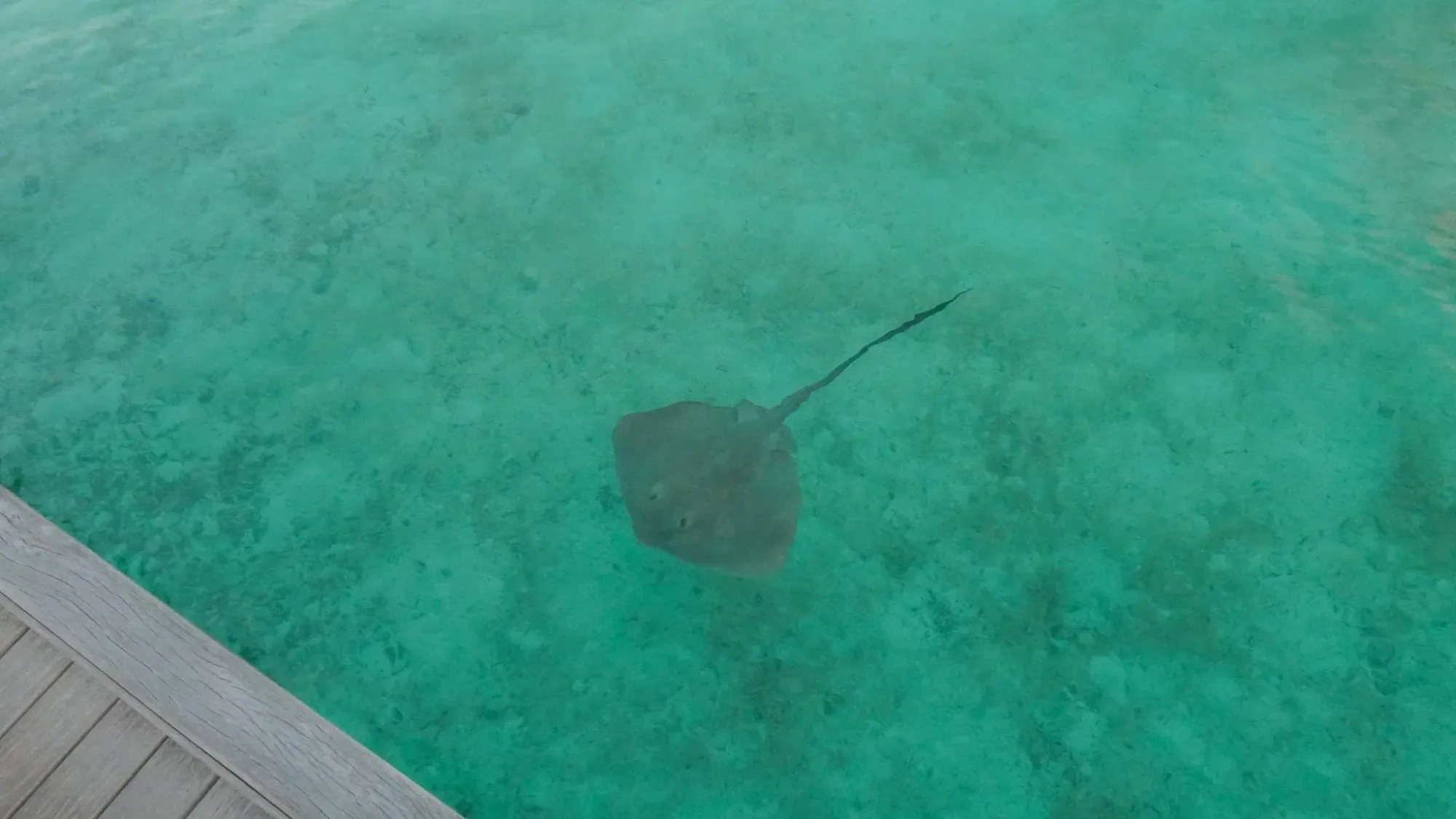 Conrad Maldives Rangali Island, arrival, Alif Dhaal (South Ari) Atoll, Maldives, Jetty walkway extending over the lagoon between the arrival pavilion and the over-water villas, the long timber boardwalk that anchors the property's circulation.
