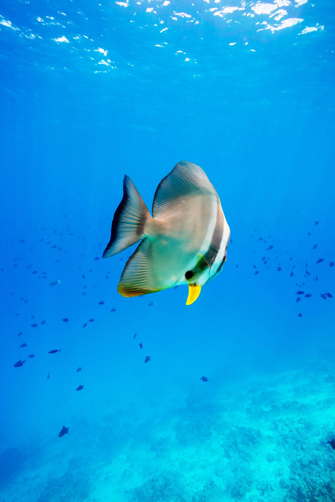 Dusit Thani Maldives, activities, Baa Atoll, Maldives, Resident reef batfish drifting through the shallow Baa Atoll house-reef shoal, a school of small chromis-tier reef fish trailing across the blue water column with the sun-dappled surface above.