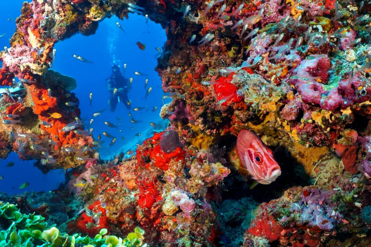 Eri Maldives, activities, North Malé Atoll, Maldives, Eriyadu Drop-Off wall dive: vibrant red-and-pink soft corals and sponges encrusting a coral overhang, big-eye reef fish in foreground sheltering in the coral cavity, a scuba diver framed through the coral-arch silhouette in the deep blue water beyond, small reef fish swirling, the property's signature shore-access wall dive captured.