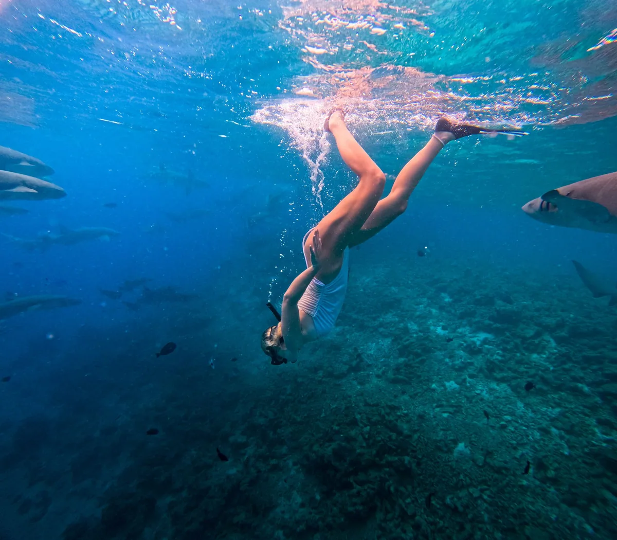 Fihalhohi Island Resort, activity, South Malé Atoll, Maldives, Underwater GoPro action: female snorkeler in white swimsuit and snorkel mask kicking down into the lagoon surrounded by a school of grey reef sharks circling close to the camera, the house-reef coral floor below, the documentary product of Fihalhohi's shore-entry house-reef snorkel programme.