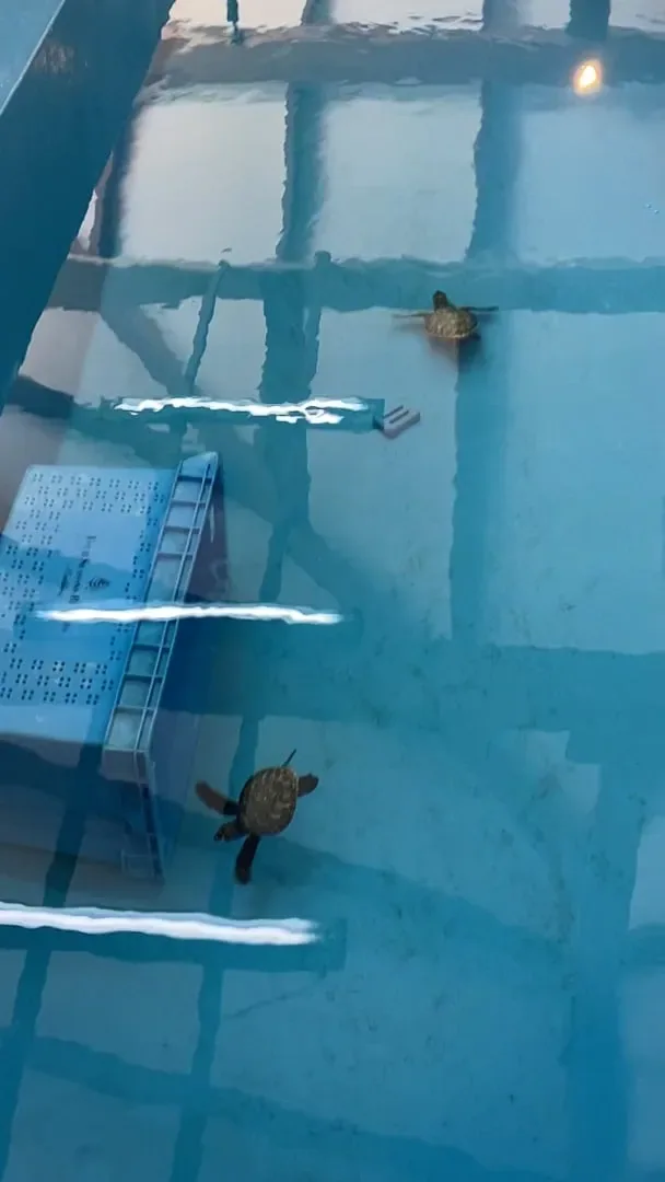 Four Seasons Resort Maldives at Kuda Huraa, activities, North Malé Atoll, Maldives, Marine Discovery Centre turtle-rehabilitation tank, two juvenile sea turtles tracked in the rectangular blue pool, the grid lines of the tank floor visible through the shallow water and a feeding-tray crate on the left.