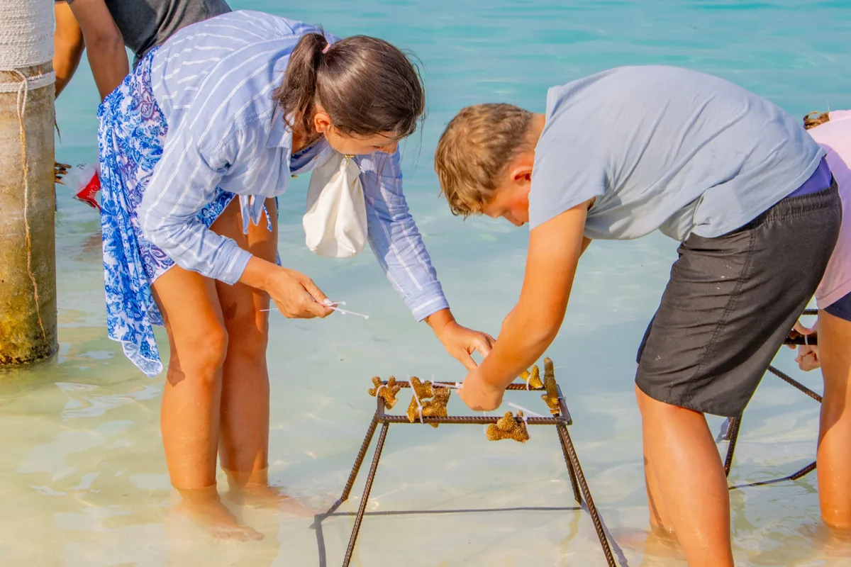 Holiday Inn Resort Kandooma Maldives, activity, South Malé Atoll, Maldives, Coral propagation activity in the shallow house-reef lagoon: a family in swimwear bending over a metal rebar coral-frame structure, tying living coral fragments to the steel grid, the visible sustainability programme that runs across the property's marine-conservation calendar.