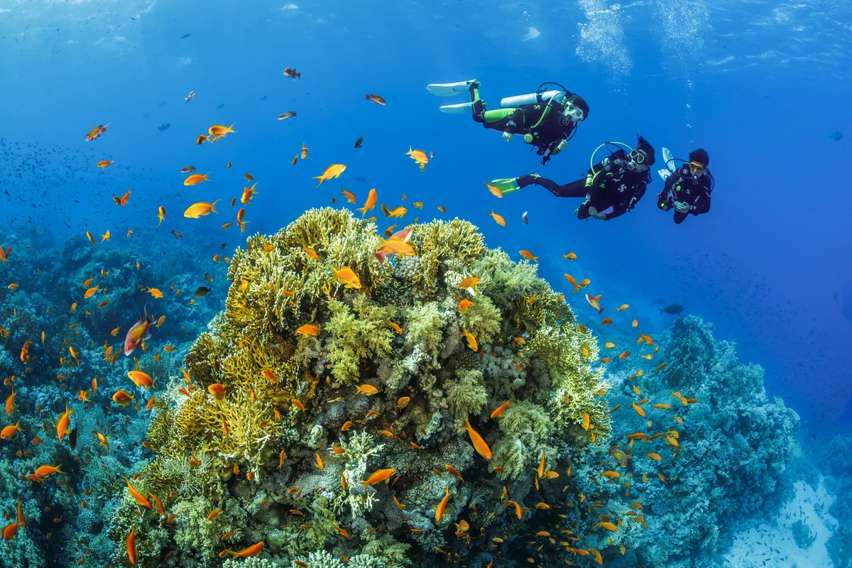Holiday Inn Resort Kandooma Maldives, activity, South Malé Atoll, Maldives, Underwater scene on a Kandooma Thila adjacent dive site: three scuba divers cruising over a vibrant coral bommie thickly clustered with bright-orange anthias schooling around the soft-coral arms, the property's Dive Free programme product (certified divers receive two complimentary dives per day for stays of three nights or more).