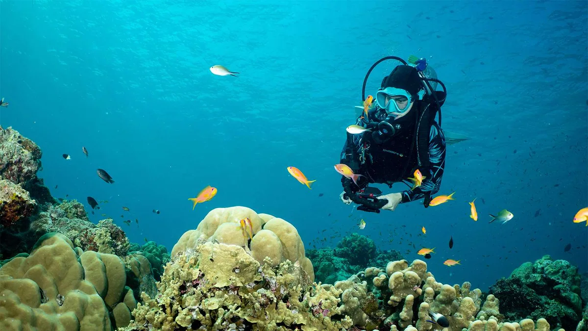 Komandoo Island Resort, activities, Lhaviyani Atoll, Maldives, PADI dive-school house reef: a diver hovering over a healthy reef shelf with brain-coral domes and branching colonies, a dense school of yellow-orange anthias swirling around the structure, blue-water column above, the Lhaviyani cluster reef-life signature.