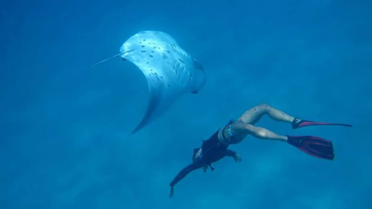 Kuredu Resort Maldives, activities, Lhaviyani Atoll, Maldives, Manta free-dive encounter: a free-diver in a wetsuit with red fins gliding alongside a large reef manta ray with the characteristic underside spot pattern, deep-cobalt water column, the Madivaru-cleaning-station signature encounter captured in single-subject Lhaviyani-cluster framing.