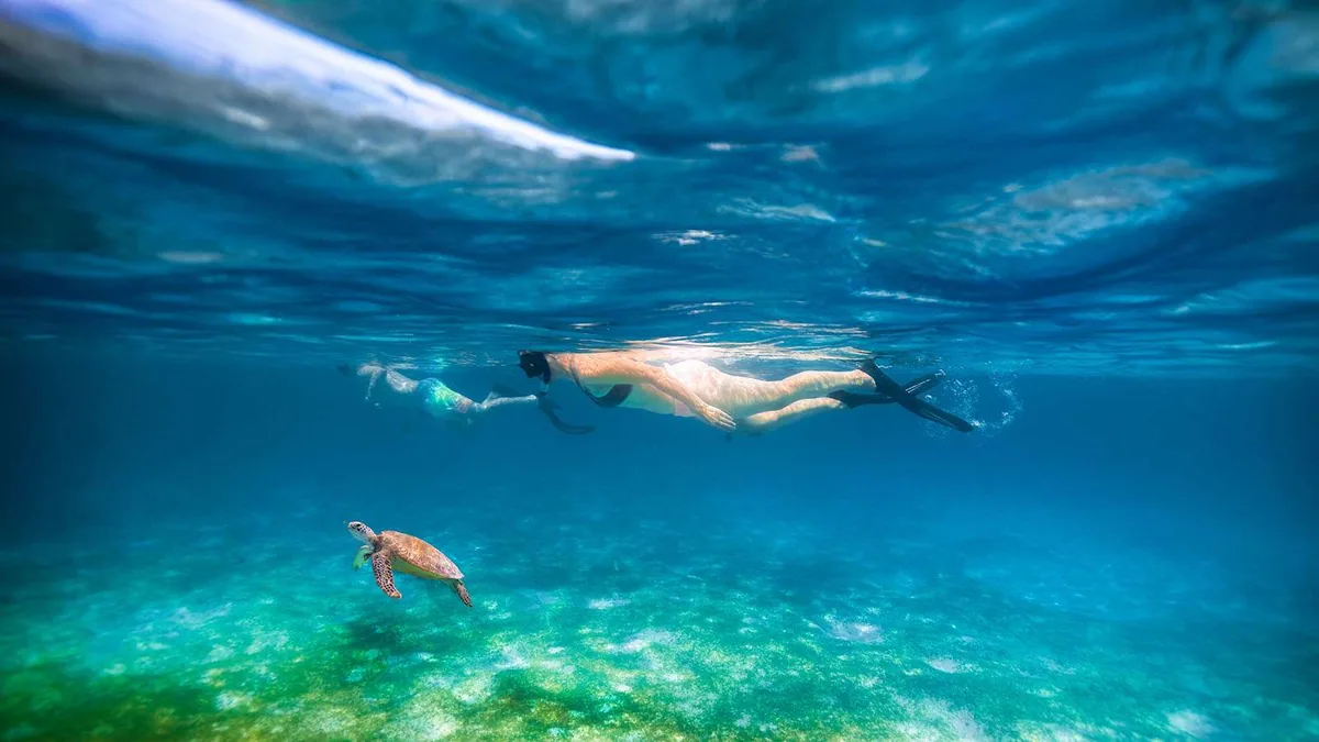 Kuredu Resort Maldives, activities, Lhaviyani Atoll, Maldives, Green turtle snorkel encounter split-view: two snorkellers with fins at the water surface, a green sea turtle gliding above a seagrass-and-sand bottom in the foreground, the Lhaviyani-house-reef turtle programme captured in the surface-and-subsurface composition that the wide-lens split-view supports.