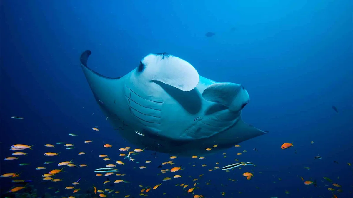 Lily Beach Resort & Spa, activities, Alif Dhaal (South Ari) Atoll, Maldives, Manta ray gliding above an orange-anthias cleaning station at the South Ari corridor dive routing from the Ocean Pro programme.