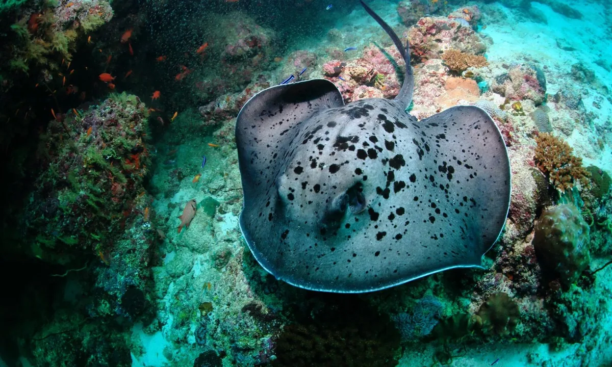 Mirihi Island Resort, activities, Alif Dhaal (South Ari) Atoll, Maldives, Black-spotted ribbontail stingray on the reef substrate at a coral-patch cleaning station with the orange-anthias swarm at the Mirihi house-reef.