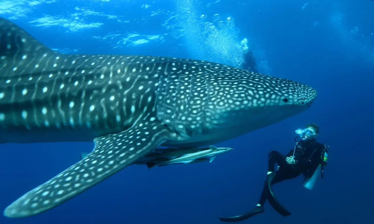 Mirihi Island Resort, activities, Alif Dhaal (South Ari) Atoll, Maldives, Whale shark with a single diver at scale alongside the head and the trailing remoras at the South Ari corridor encounter cluster.