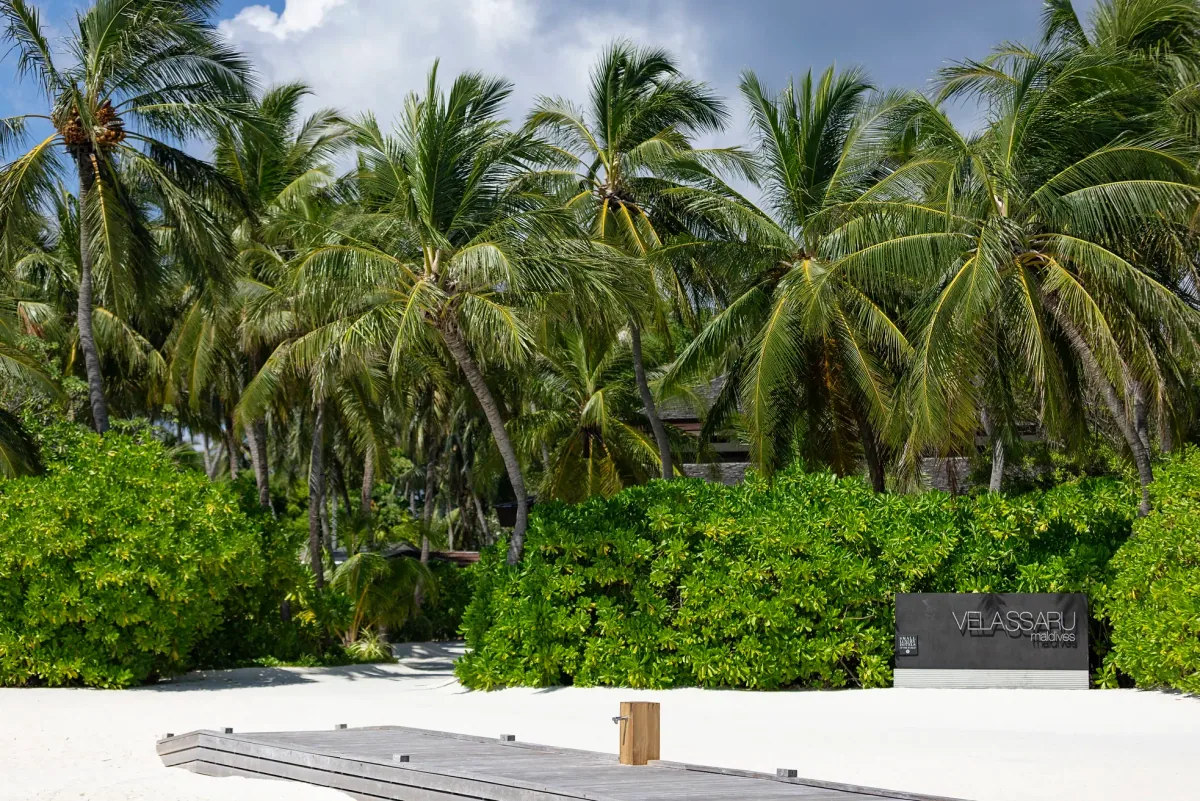 Niva Velassaru Maldives, setting, South Malé Atoll, Maldives, Velassaru arrival jetty and entrance signage: the branded VELASSARU MALDIVES wood-and-stone signage at the head of the wooden plank jetty, low hedge planters at the foot, dense palm canopy filling the upper frame, white sand and turquoise lagoon edge at the right.