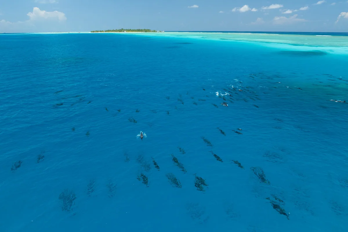 Rihiveli Maldives Resort, activity, South Malé Atoll, Maldives, Aerial of a large dolphin pod swimming in formation in the deep-blue water adjacent to Rihiveli island (visible top-left in the frame), the documentary face of the property's swim-with-dolphins programme that draws on the regular South Malé pod transit.