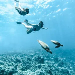 Snorkeller swimming above a hawksbill turtle on the Soneva Fushi house reef.