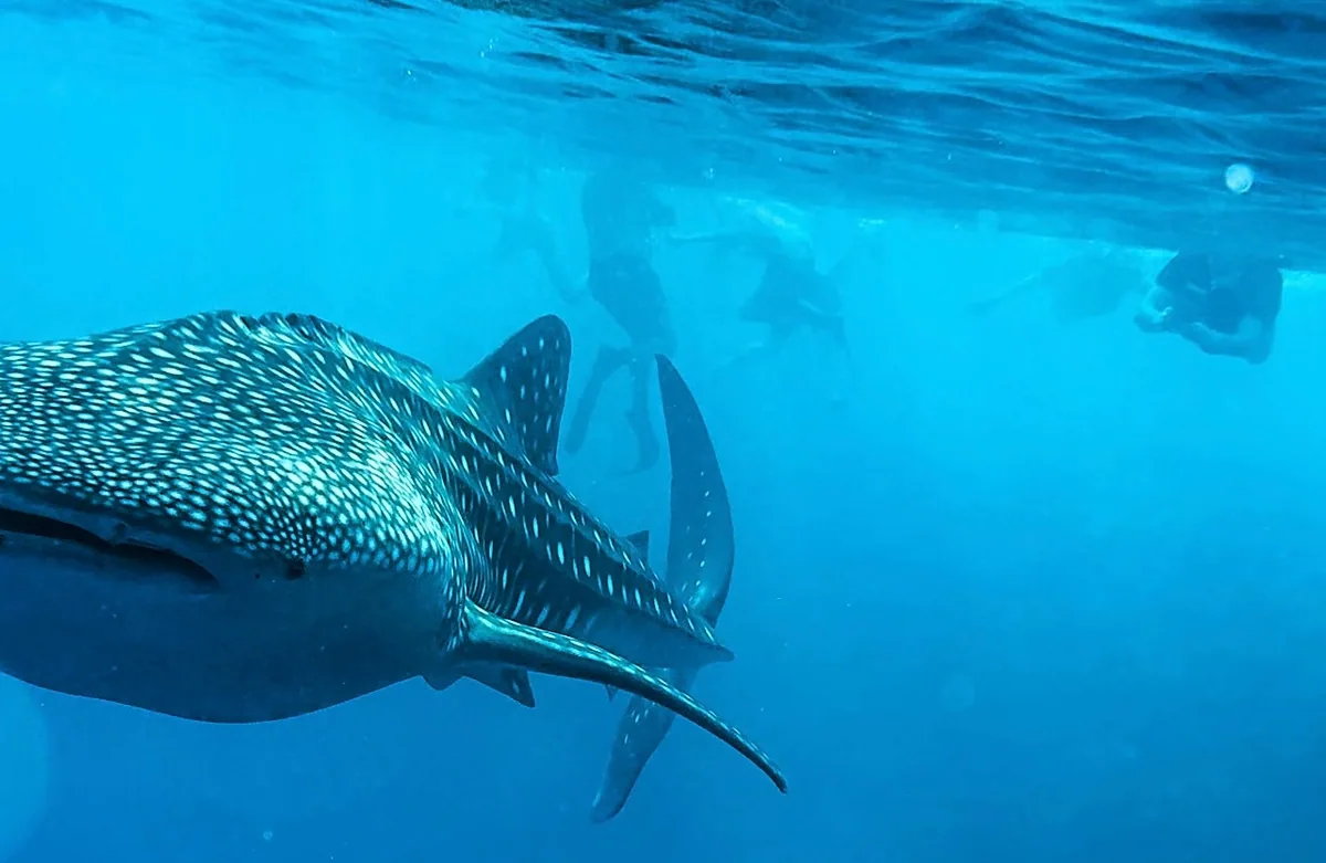 Vilamendhoo Island Resort & Spa, activities, Alif Dhaal (South Ari) Atoll, Maldives, Whale shark gliding just below the surface with multiple snorkeller silhouettes above against the wave-rippled boundary, the South Ari whale-shark corridor encounter cluster signature.