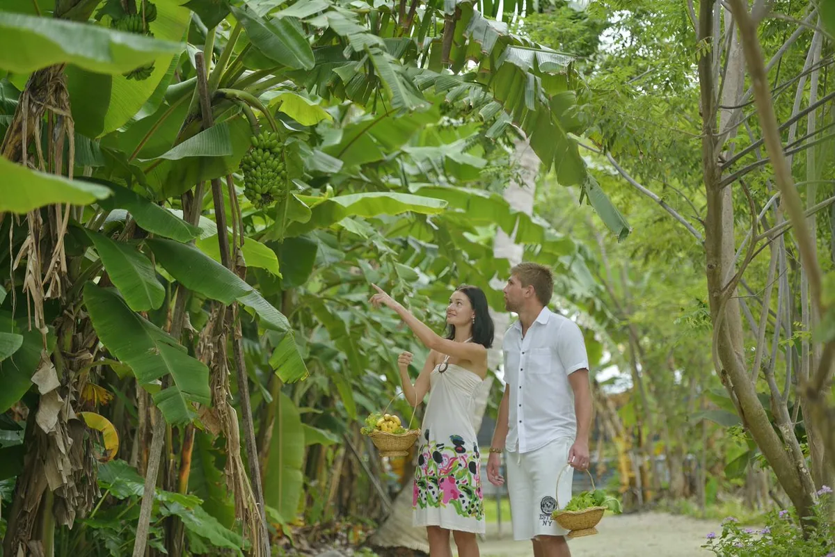 Villa Park Sun Island Resort, activities, Alif Dhaal (South Ari) Atoll, Maldives, Zero Restaurant farm-to-table programme with a couple walking through the on-property banana-tree grove carrying woven harvest baskets, the Green Key Award sustainability initiative at the village-scale kitchen-garden cluster.