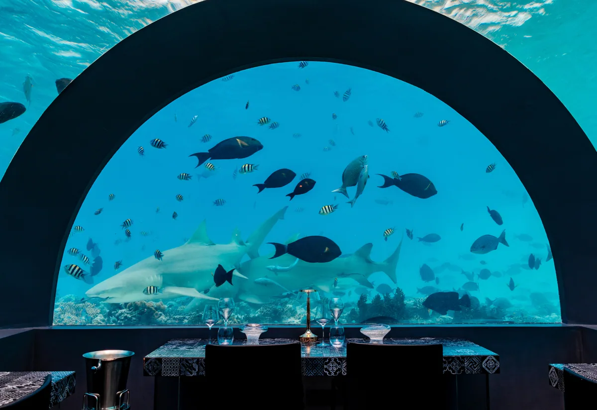 You & Me Maldives by Cocoon Collection, dining, Raa Atoll, Maldives, H2O by Andrea Berton table perspective, the arched acrylic-tube underwater window framing a passing pair of reef sharks and a school of fish over the reef, dining table set with patterned tablecloth, wine glasses, brass candleholder and silver champagne ice bucket, single setting at the booth seat. The marine-life-while-dining mode of the signature underwater restaurant.
